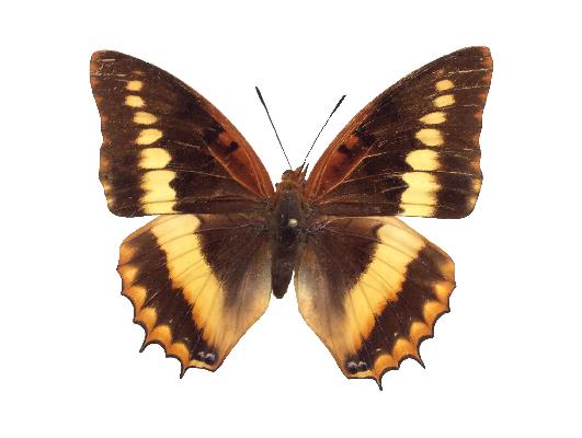 Charaxes lucretius lucretius female UPS